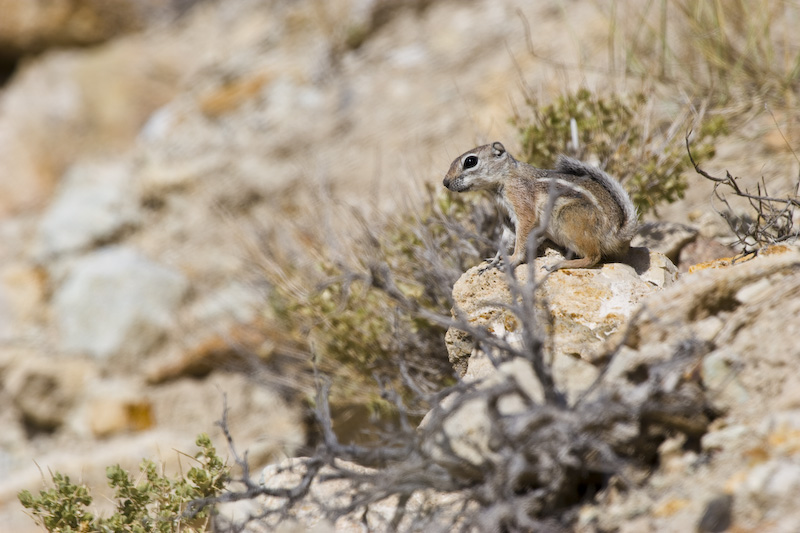 White-Tailed Antelope Squirrel